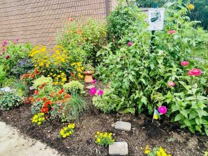 The Monarch Waystation at Manross Library! - Thumbnail