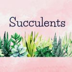 A line of different succulent plants with the word "Succulents" on a pink cloud background.