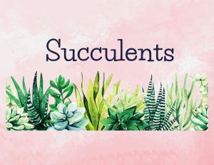 Plant People Group: Succulents - Thumbnail