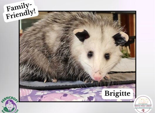 A beautiful opossum named Brigitte sitting on a purple flowered pad.