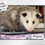 A flyer showing Brigitte the opossum.