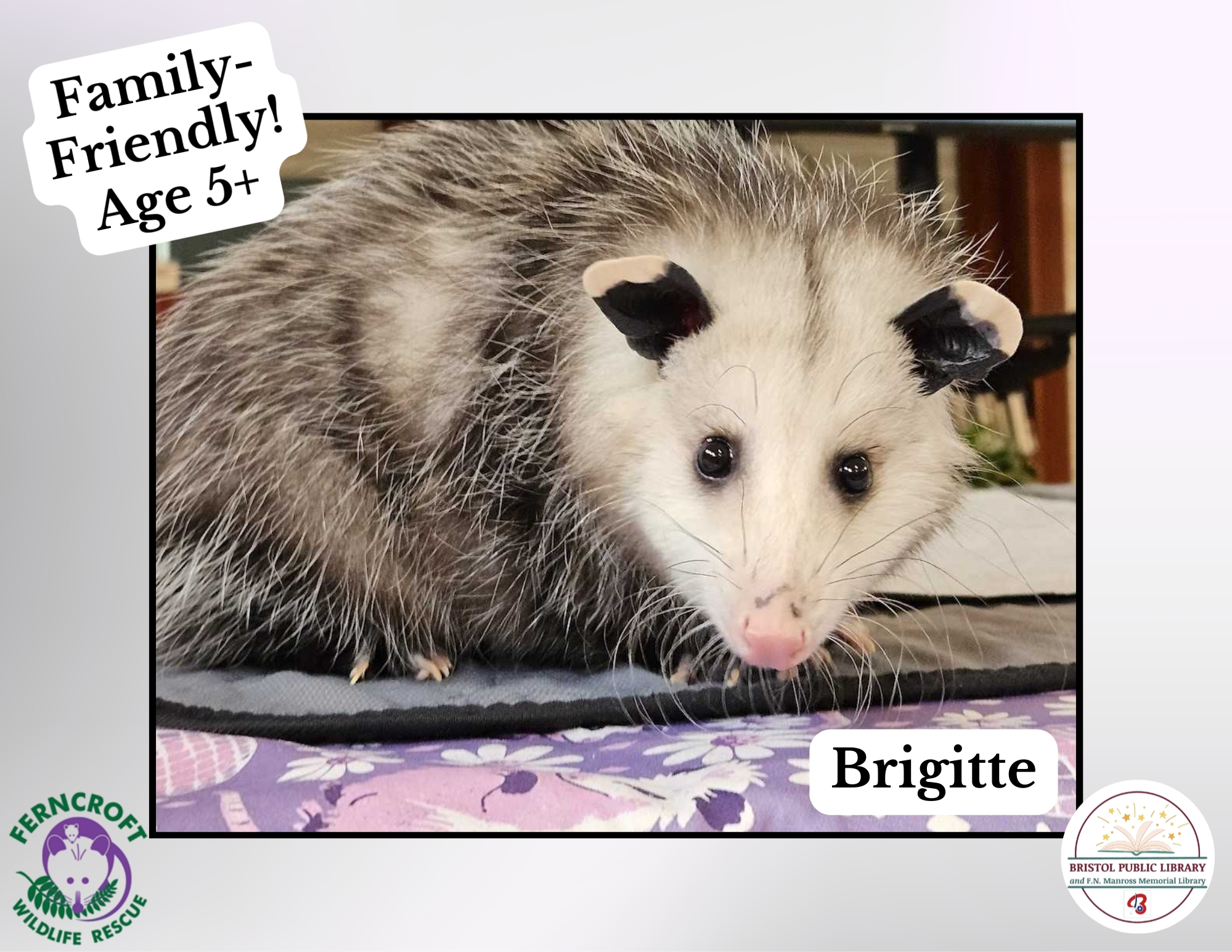 Banner - Backyard Wildlife: Opossums!