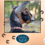 A photo of a goat on a background of goat hoof prints.