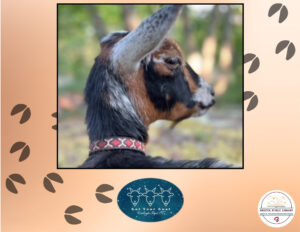 Goats at Manross! - Thumbnail