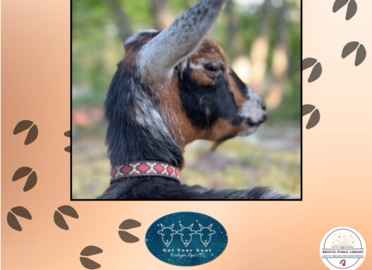 A photo of a goat on a background of goat hoof prints.