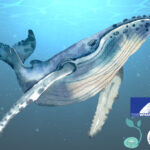 A blue whale and the Whalemobile logo.