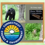 The DEEP logo, a black bear, and a bob cat.
