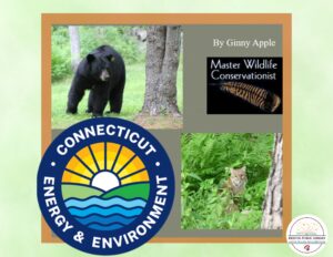 Wildlife & CT Changing Landscapes with DEEP’s Ginny Apple - Thumbnail