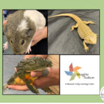 Photos of a guinea pig, a lizard, and a toad.