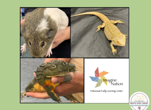 Photos of a guinea pig, a lizard, and a toad.