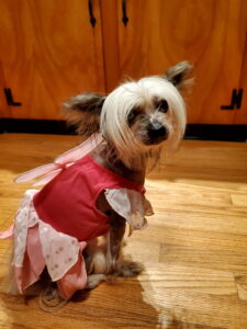 Mandy, a therapy dog who enjoys reading.